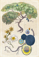 artist:enuryn blue_fruit blue_fruit_tree flower leaf plant seed tree // 1420x2048 // 1.3MB // rating:Safe